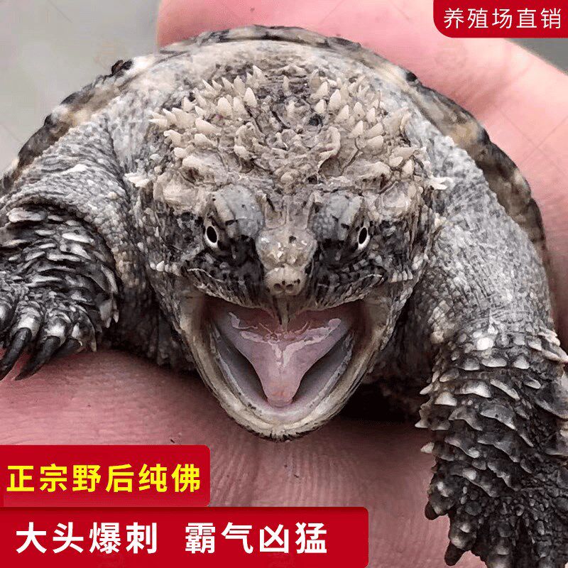正宗原种纯佛鳄龟爆刺鳄鱼龟纯佛鳄龟幼苗活物北美小乌龟活体