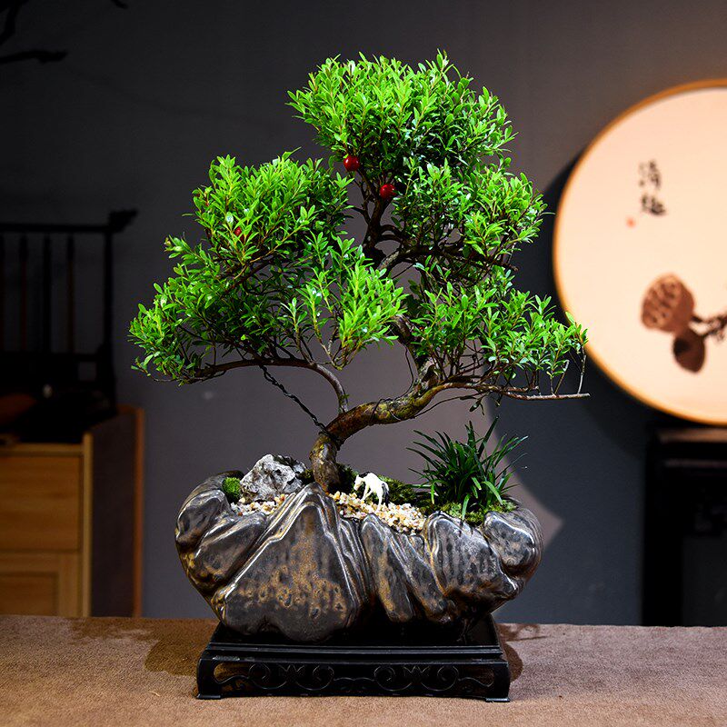 赤楠盆栽造型老桩室内展厅办公桌面植物中式古风盆景四季好养送礼