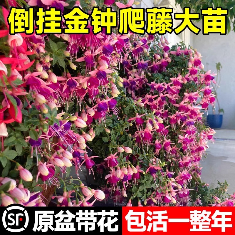 倒挂金钟盆栽大苗带花苞灯笼花重瓣老桩花卉植物室内吊钟海棠绿植图片