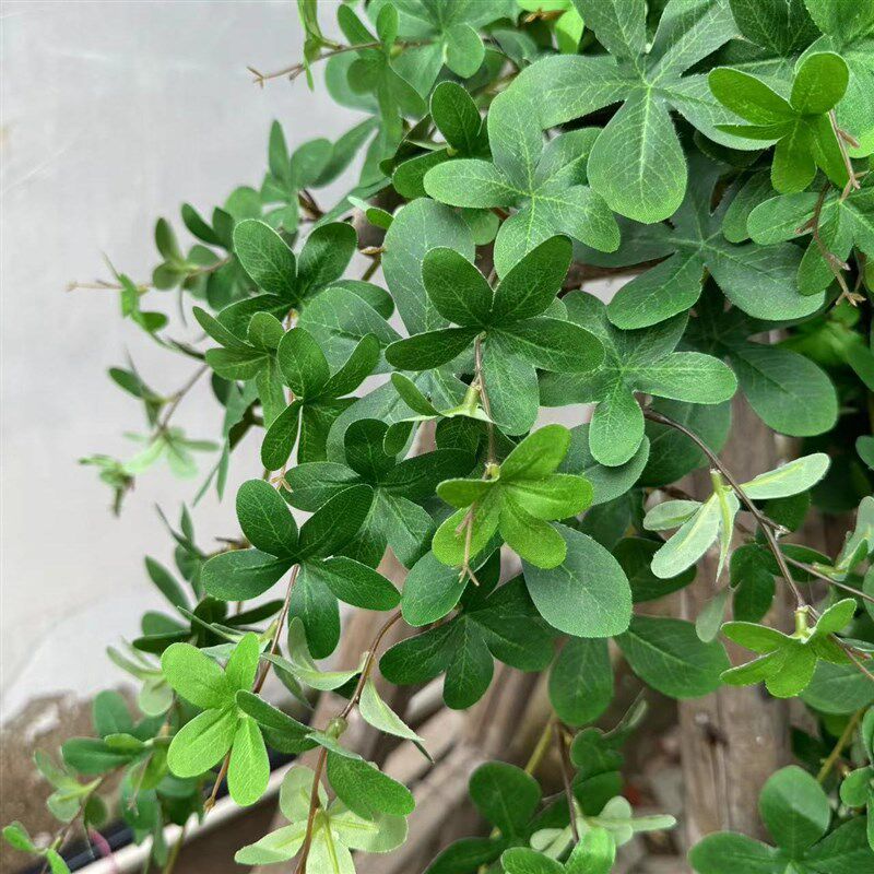 仿真招财叶藤条壁挂垂吊花塑料藤蔓植物绿植吊篮绿叶墙面装饰藤条