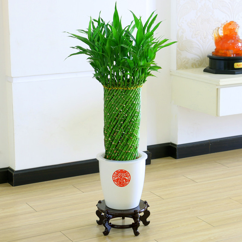 带根水养富贵竹水培植物转运竹客厅室内花草四季常青招财竹子盆栽