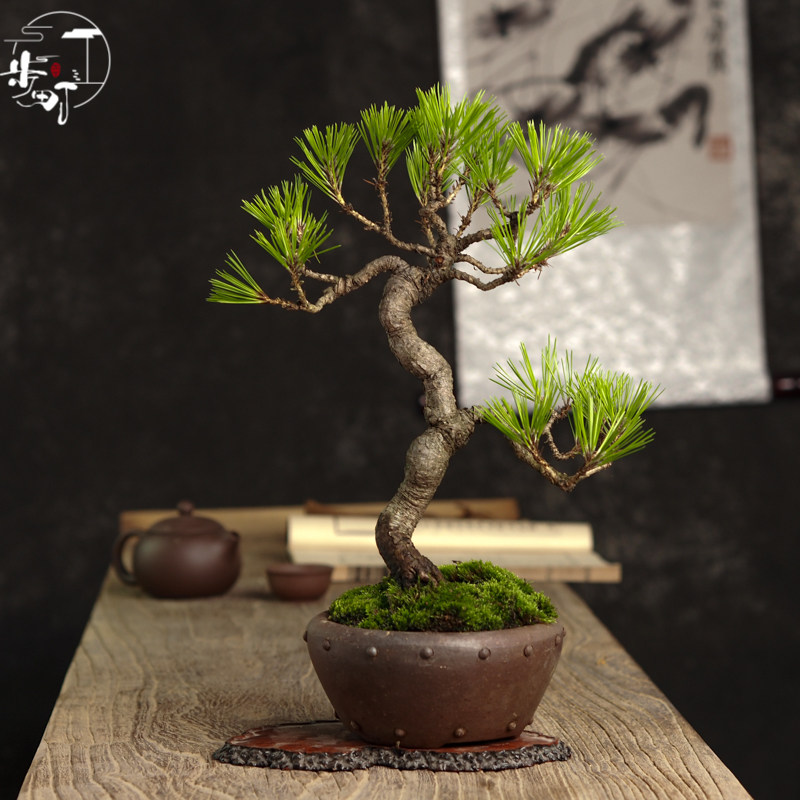 黄山松小品观赏盆景造型室内阳台好养盆栽微型绿植物老桩一物一拍