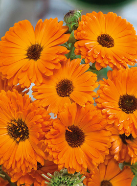 藏着“希望与感恩”金盏菊橙色长生菊全草入药能清热消炎管理简单