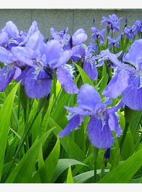 “蓝紫色精灵”降临!蓝花鸢尾似蝶翩跹起舞 插瓶持久 带艺术气息