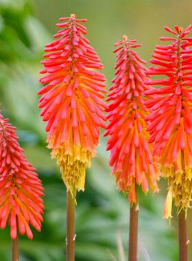 “迷你火焰”火炬花红火棒莲 点亮露台角落 新手也能养出满株火焰