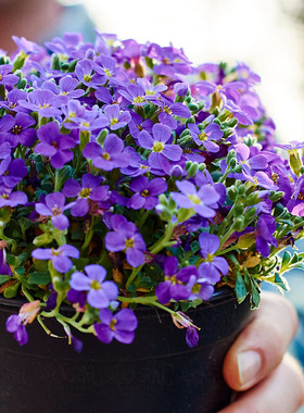 南庭芥似紫色迷雾漫过土坡 叶片带星状毛香气弥漫迷你型配浅陶盆