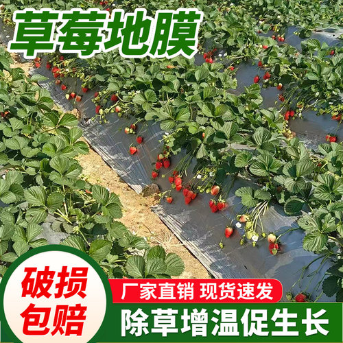除草布黑地膜农用蔬菜保温保湿大棚薄膜种植果树果园防长草遮阳布