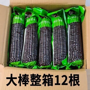 【大棒整箱】东北黑糯玉米独立真空装黏甜糯玉米紫玉米减健身代餐