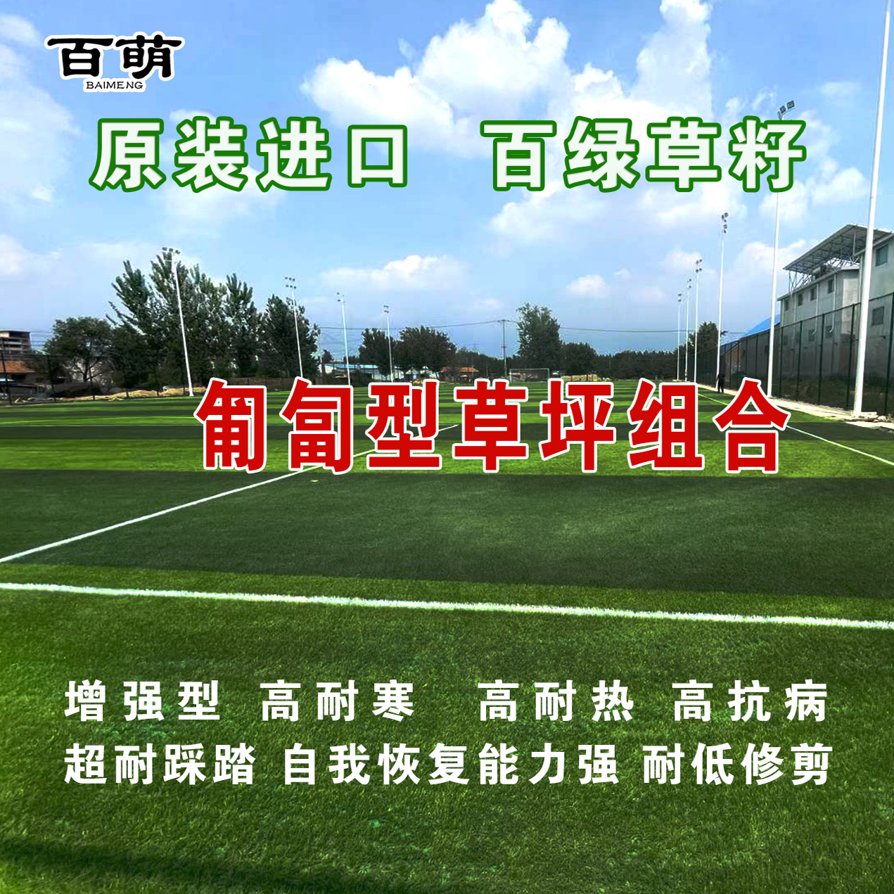 百绿匍匐型草坪组合四季青草坪