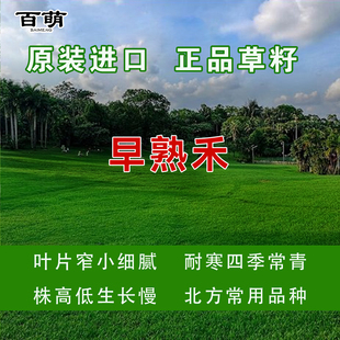 百绿草坪种子早熟禾四季青耐修剪耐旱耐寒草皮草籽耐践踏固土草籽
