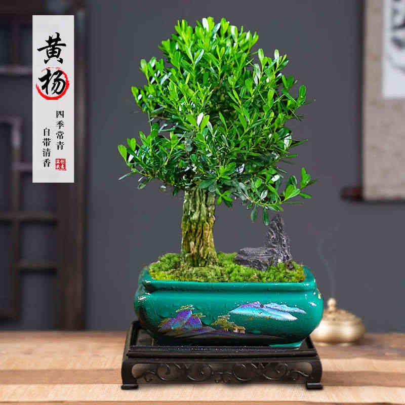 黄杨矮霸桩盆景树苗皱皮造型小叶盆栽绿植室内客厅好养树桩植物图片