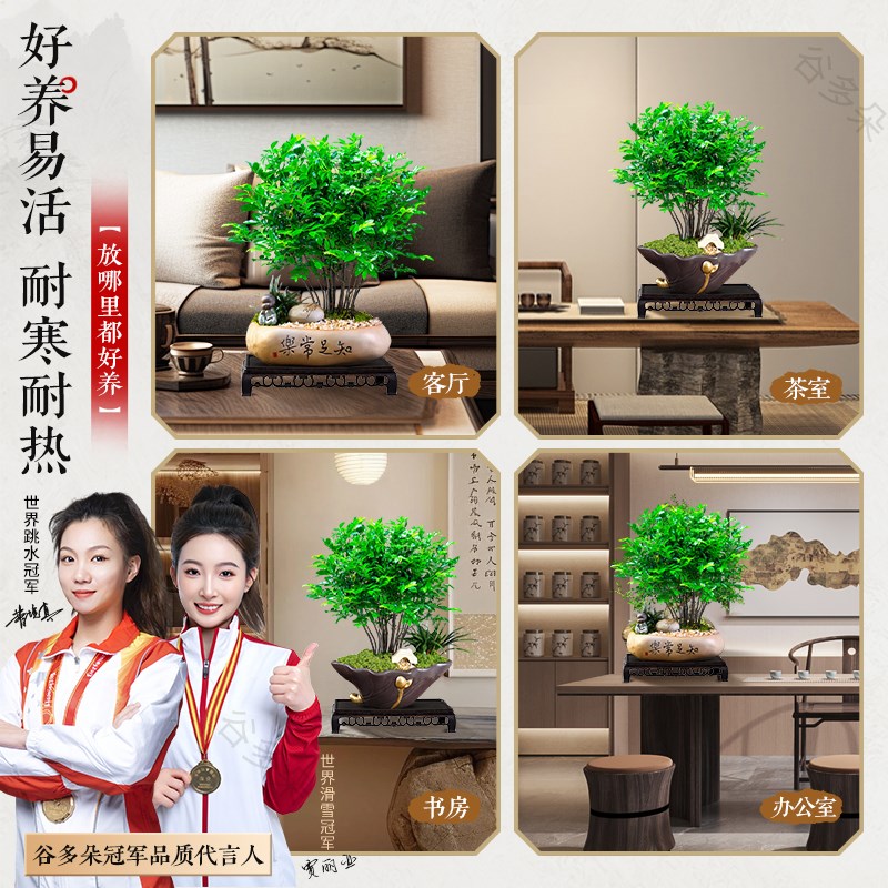 小叶紫檀绿植盆栽客厅四季常青室内书房桌面好养盆景植物招财茶桌