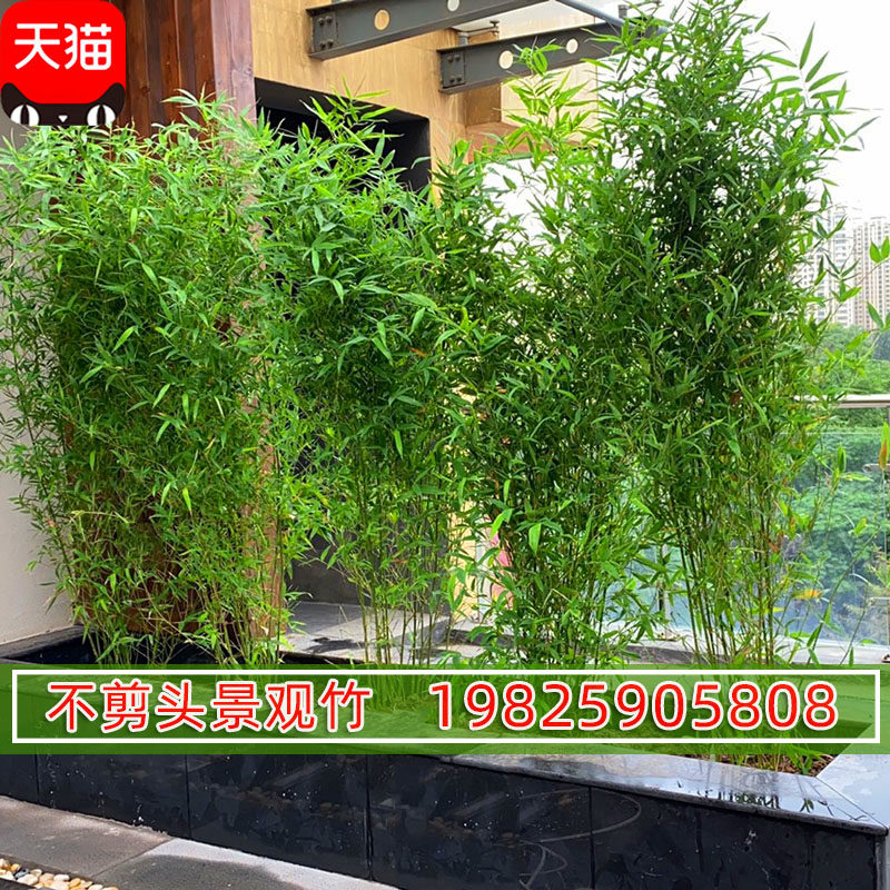 庭院耐寒观赏竹子苗四季青名贵紫竹盆栽室内耐阴观叶植物