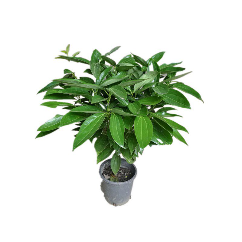 平安树小树苗幸福树小苗盆栽大型绿植室内花卉客厅办公室植物盆景