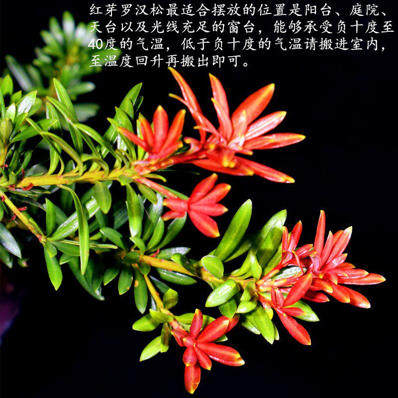新品海岛血红芽金彩小红帽罗汉松盆景素材四季盆栽植物窗庭院阳台