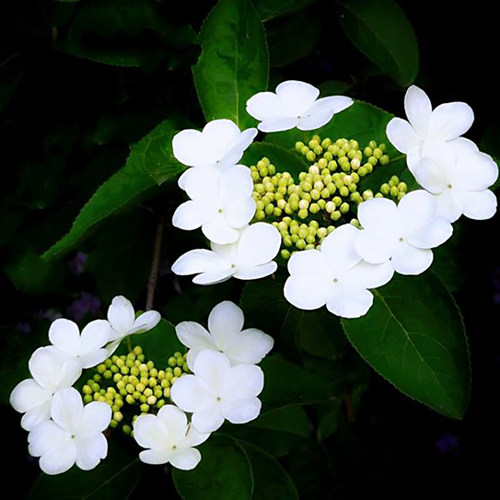 琼花苗庭院花园风景树种耐寒耐热荚蒾木绣球 聚八仙 自古扬州名花