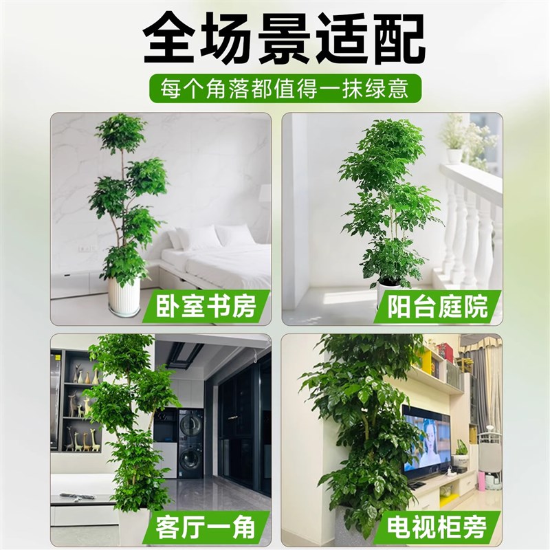 幸福树客厅大盆栽大型老桩绿植室内平安树盆景吸甲醛植物四季好养