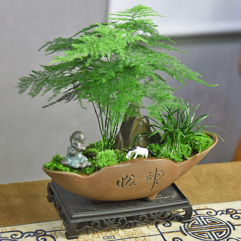 文竹盆栽苔藓微景观室内中式绿植盆景书房阳台观赏植物桌面摆件