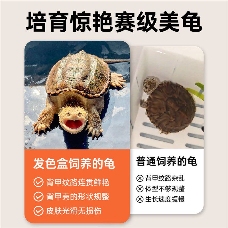 乌龟发色盒小型防逃鳄龟专用缸育龟苗桌面缸底滤沉淀板隔离饲养盒