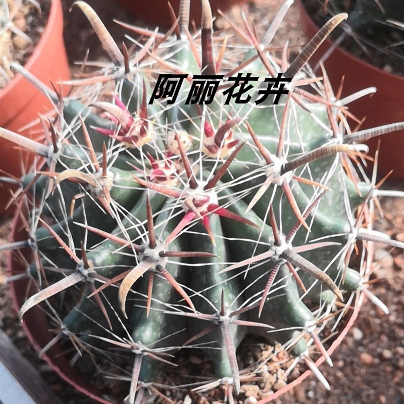 巨鹫玉实生 强刺球属狂刺开花仙人球多肉植物组合盆栽