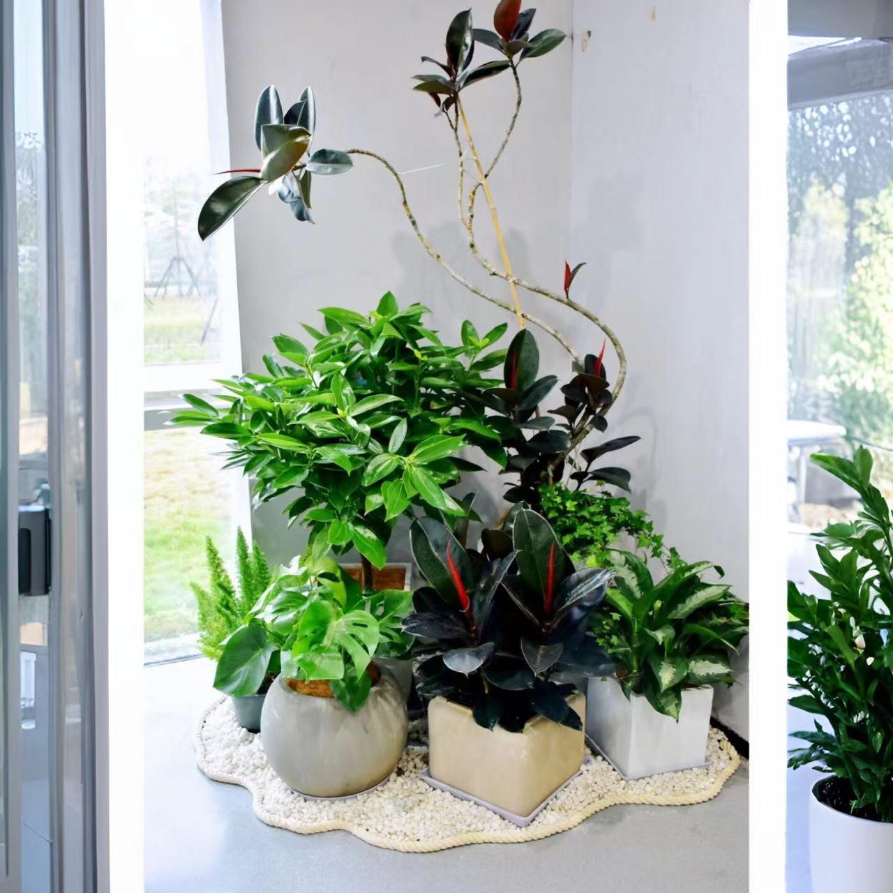 绿植组合大型盆栽大小盆栽办公室客厅阳台植物摆件公司好养盆景