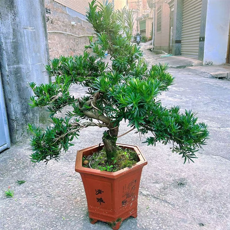 精品罗汉松树苗盆景老桩造型盆栽绿植花卉办公室内客厅庭院别墅
