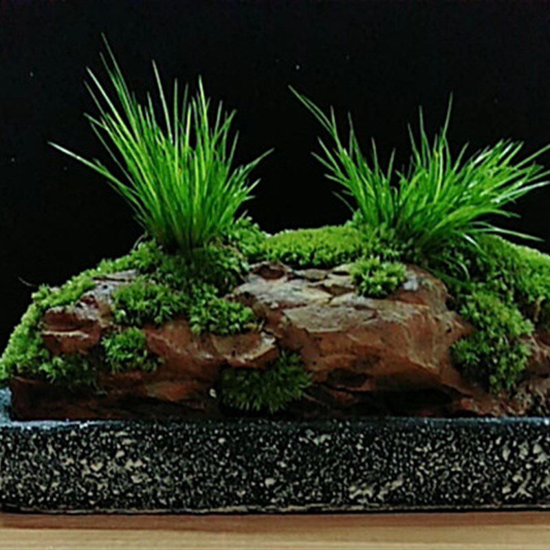 附石菖蒲盆景苔藓微景观茶道盆栽水陆缸水培办公室内绿植物老桩