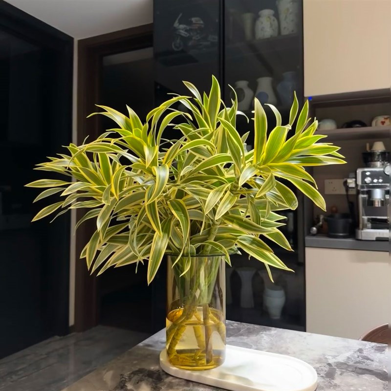 金边百合竹鲜花室内水培植物家用插花云南基地直发花期长鲜切花