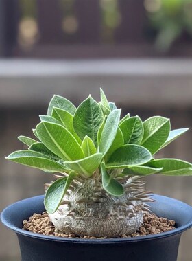 惠比须笑 Pachypodium brevicaule 块根多肉植物一物一拍带盆发货