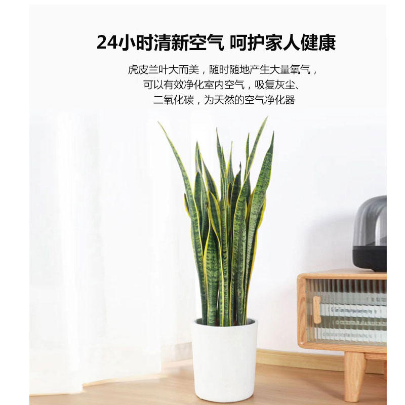 金边虎皮兰绿植室内客厅办公室净化空气吸甲醛好养盆栽虎尾兰植物