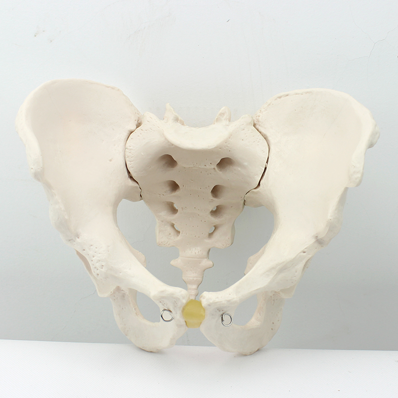 极速ENOVO颐诺m成人男性骨盆模型标本髂骨坐骨尾骨模型男骨盆髋骨