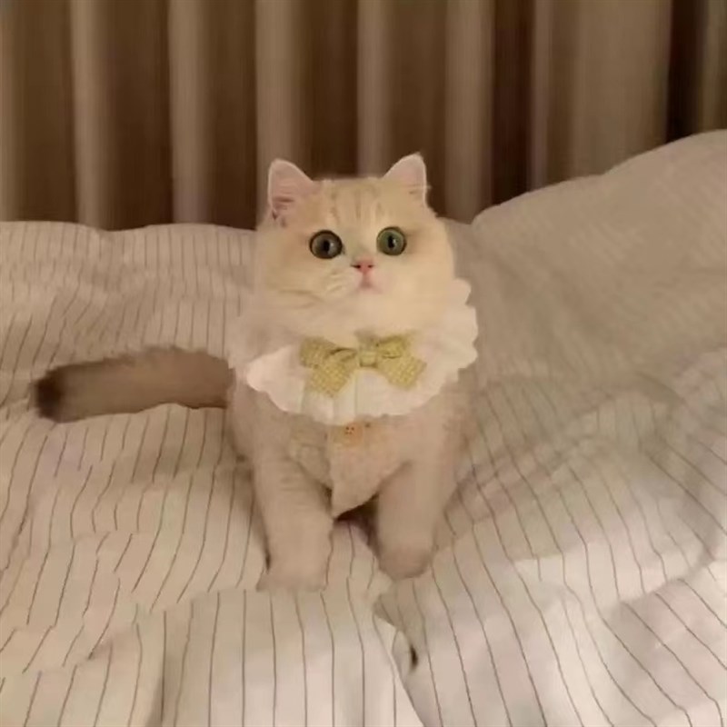 新品曼基康矮脚猫咪专用衣服秋冬A装保暖背心宠物拿破仑短腿米努图片