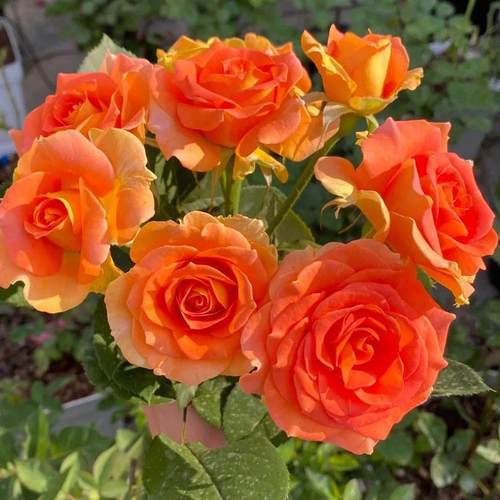 极速铜管乐队月季花苗大花多季玫C瑰香盆栽阳台玫瑰花庭院勤花灌