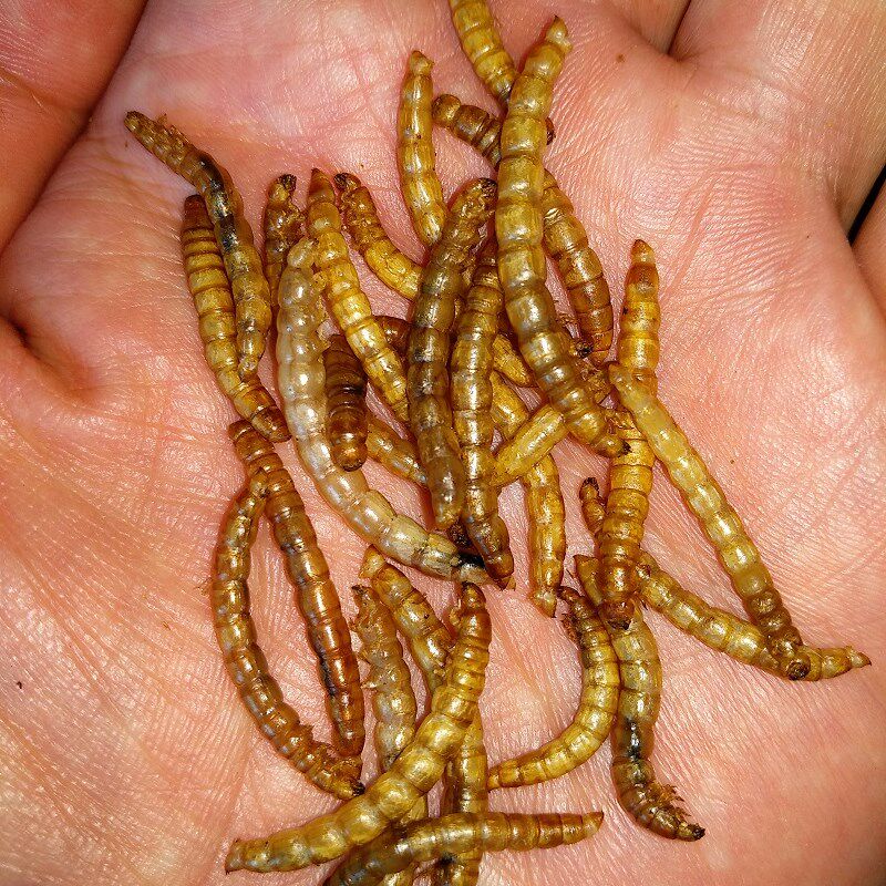 黄粉虫干面包虫干仓鼠零食金丝熊变D色龙刺猬粮食画眉八哥食5千克
