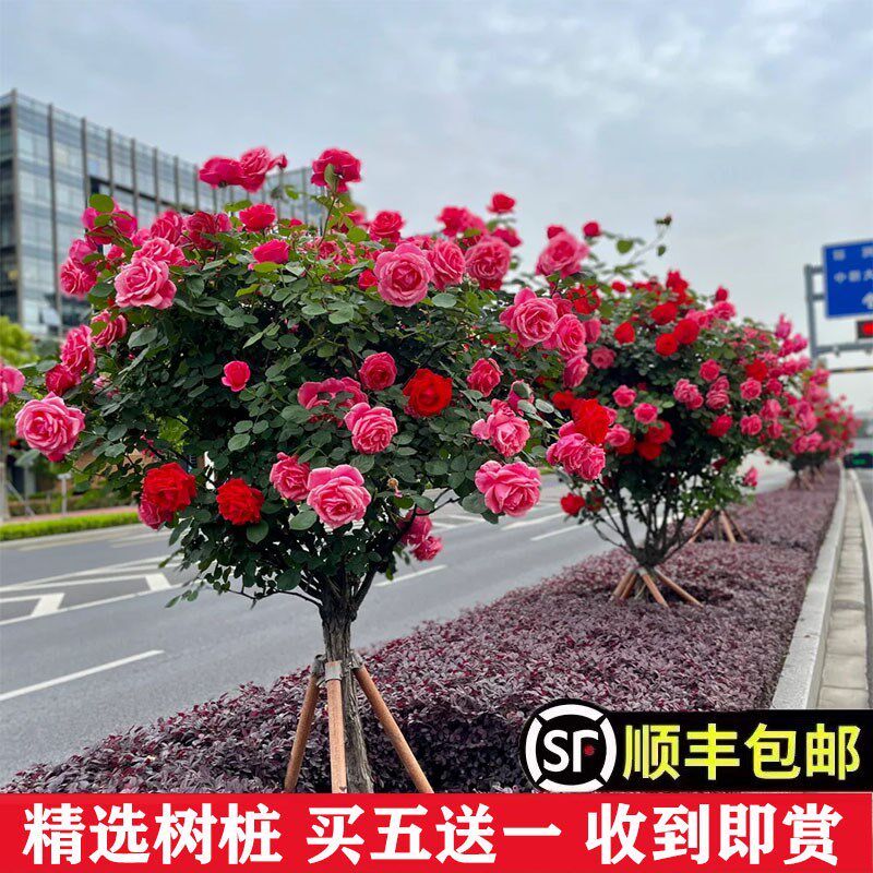 国月特大花玫瑰花树苗棒r棒糖树状月季花阳台庭院浓香四季花卉植