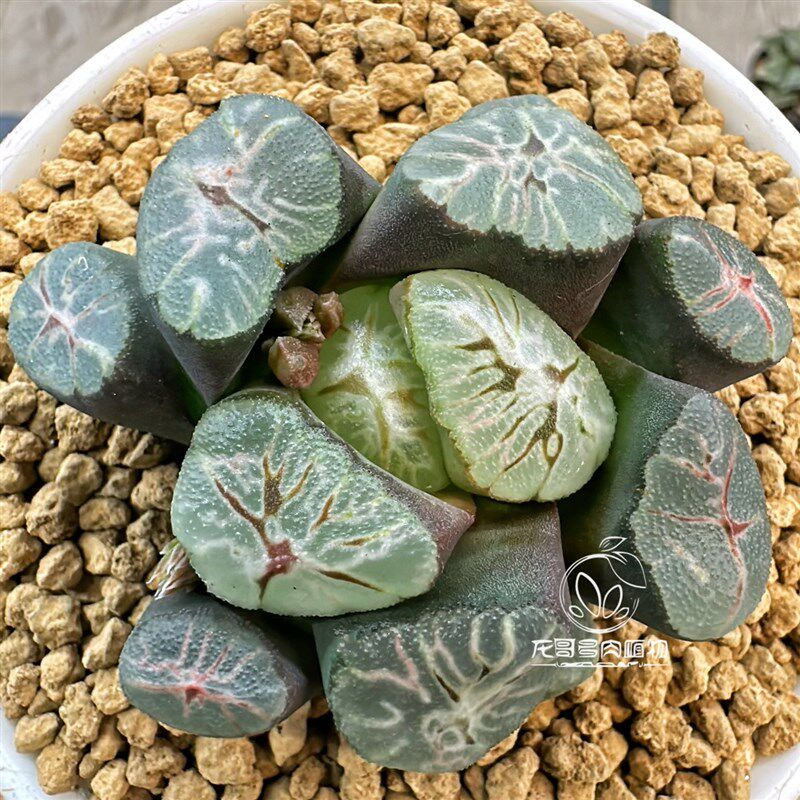 彩虹万象 纹路丰富多彩 玉露十二卷多肉植物绿植盆栽 一物一拍