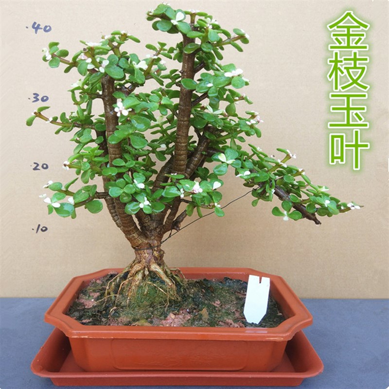 金枝玉叶盆景树桩花卉盆栽室内桌面阳台观花绿植原盆一物一拍