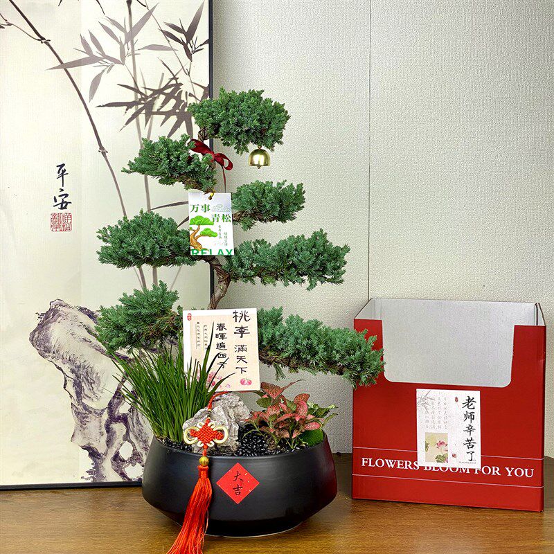 七层塔松盆栽室内植物客厅迎客松真树盆景大乔迁礼物开业绿植新居