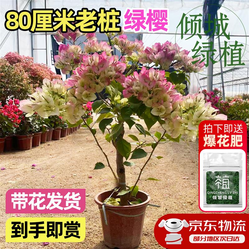 重瓣绿樱三角梅老桩盆栽四季开花苗盆高端漳红樱三角梅专用土肥