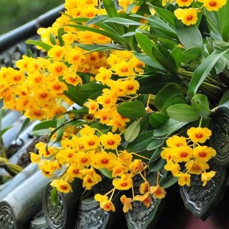 鼓锤石斛 缅甸鼓锤石斛苗 花期三四月份 花蜂蜜香 花条都可以食用图片