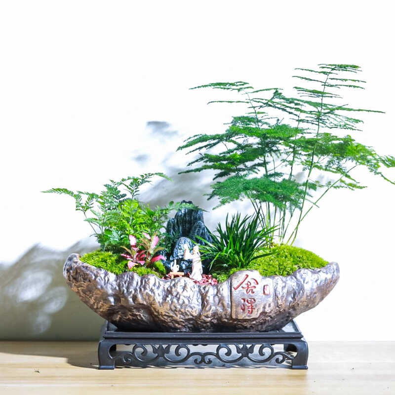文竹盆栽室内绿植物花卉客厅办公室桌面好养活四季常青送礼小盆景