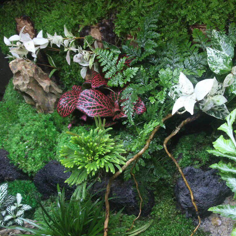 苔藓微景观雨林缸植物造景角蛙蜥蜴守宫蛇爬虫两栖生态乌龟水陆缸