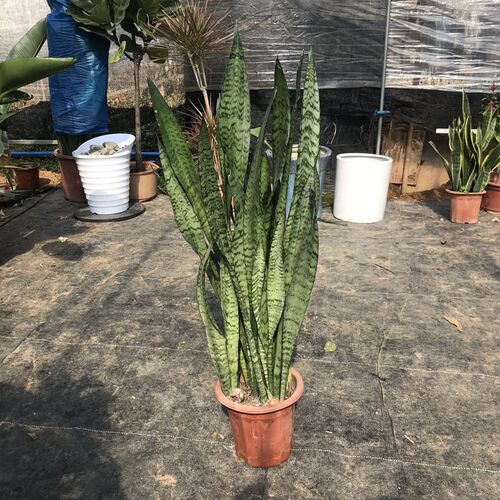 金边虎皮兰盆栽七星剑绿植花卉植物室内吸办公室四季常青虎尾兰
