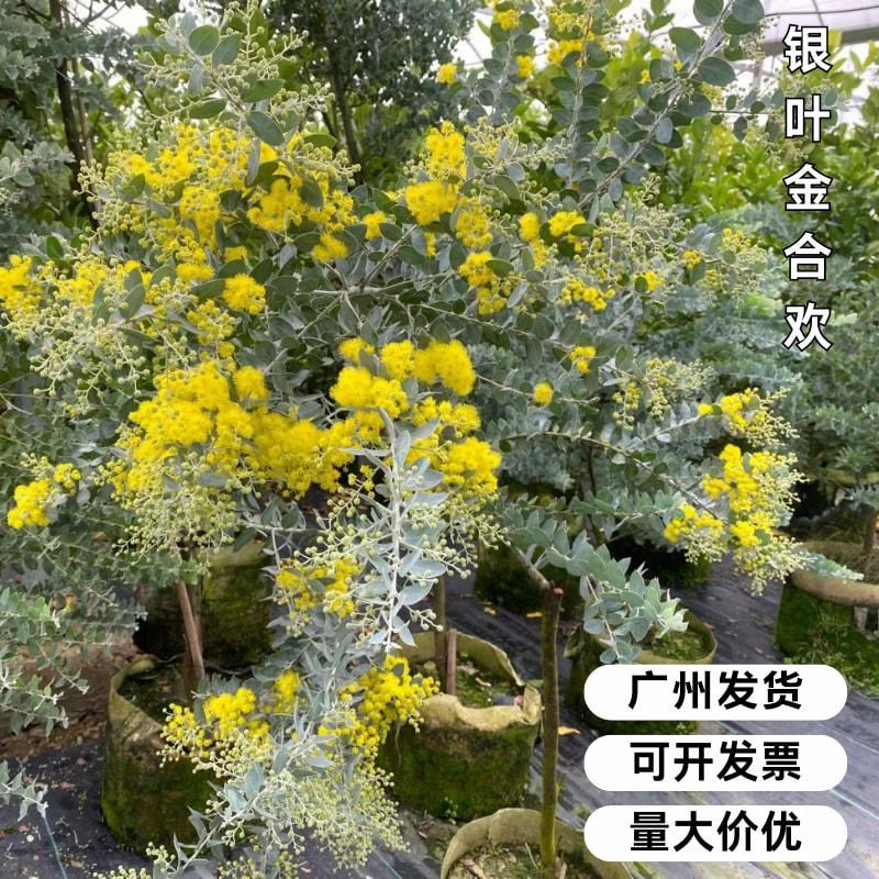 银叶金合欢盆栽室内外大型花卉绿植阳台庭院花园种植造景绿化树苗