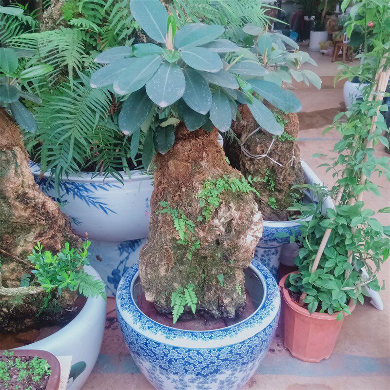吸水石云南盆景室内易养活绿植榕树四季常绿净化空气高山榕观赏