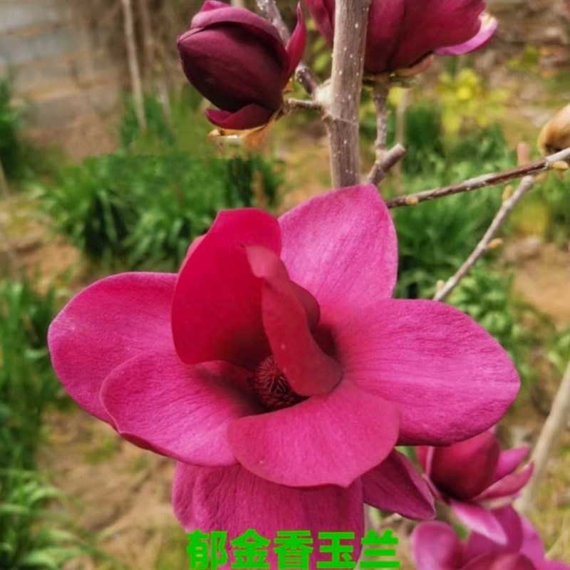 盆栽地栽郁金香玉兰花