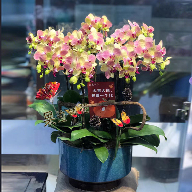 蝴蝶兰盆栽真鲜花速递同城配送上海深圳北京生日乔迁商务开业花卉