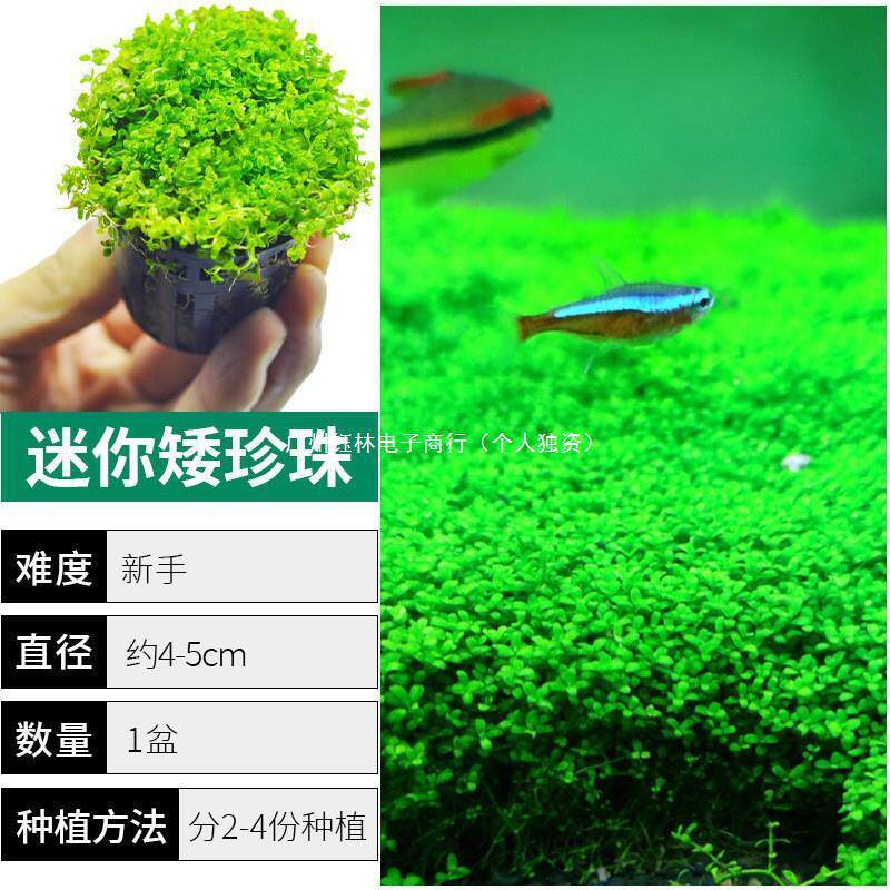 前景草爬地矮珍珠鱼缸水草植物真草活净水阴性草新手无菌杯牛毛