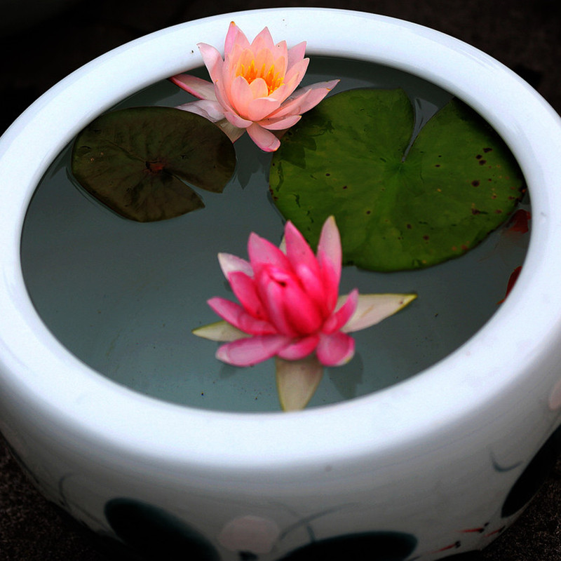 极速3棵迷你睡莲根块带花芽碗莲种藕四季水培植R物室内水养小型荷