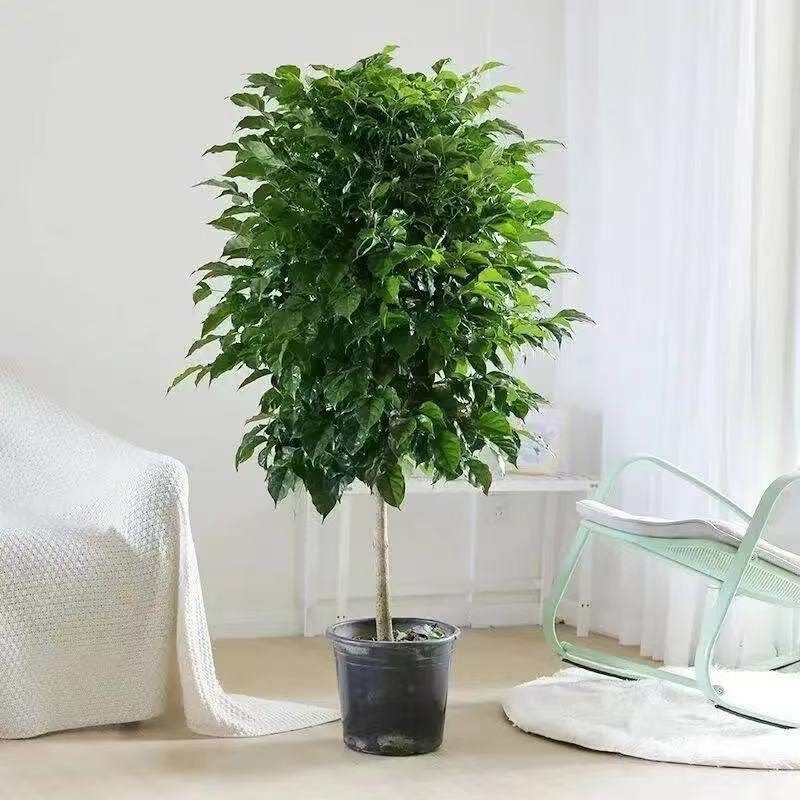 独杆棒棒糖幸福树客厅盆栽大绿植办公室内四季常青好养发财树植物